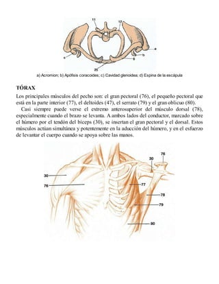 a) Acromion; b) Apófisis coracoides; c) Cavidad glenoidea; d) Espina de la escápula
TÓRAX
Los principales músculos del pecho son: el gran pectoral (76), el pequeño pectoral que
está en la parte interior (77), el deltoides (47), el serrato (79) y el gran oblicuo (80).
Casi siempre puede verse el extremo anterosuperior del músculo dorsal (78),
especialmente cuando el brazo se levanta. A ambos lados del conductor, marcado sobre
el húmero por el tendón del bíceps (30), se insertan el gran pectoral y el dorsal. Estos
músculos actúan simultánea y potentemente en la aducción del húmero, y en el esfuerzo
de levantar el cuerpo cuando se apoya sobre las manos.
 
