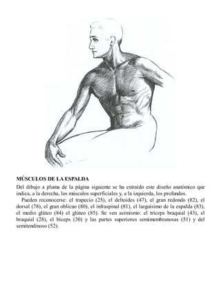 MÚSCULOS DE LA ESPALDA
Del dibujo a pluma de la página siguiente se ha extraído este diseño anatómico que
indica, a la derecha, los músculos superficiales y, a la izquierda, los profundos.
Pueden reconocerse: el trapecio (25), el deltoides (47), el gran redondo (82), el
dorsal (78), el gran oblicuo (80), el infraspinal (81), el larguísimo de la espalda (83),
el medio glúteo (84) el glúteo (85). Se ven asimismo: el tríceps braquial (43), el
braquial (28), el bíceps (30) y las partes superiores semimembranosas (51) y del
semitendinoso (52).
 