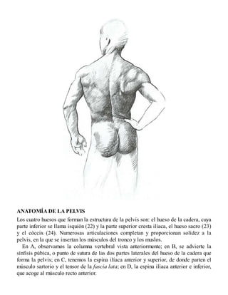 ANATOMÍA DE LA PELVIS
Los cuatro huesos que forman la estructura de la pelvis son: el hueso de la cadera, cuya
parte inferior se llama isquión (22) y la parte superior cresta ilíaca, el hueso sacro (23)
y el cóccix (24). Numerosas articulaciones completan y proporcionan solidez a la
pelvis, en la que se insertan los músculos del tronco y los muslos.
En A, observamos la columna vertebral vista anteriormente; en B, se advierte la
sínfisis púbica, o punto de sutura de las dos partes laterales del hueso de la cadera que
forma la pelvis; en C, tenemos la espina ilíaca anterior y superior, de donde parten el
músculo sartorio y el tensor de la fascia lata; en D, la espina ilíaca anterior e inferior,
que acoge al músculo recto anterior.
 