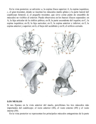En la vista posterior, se advierte: a, la espina ilíaca superior; b, la espina isquiática;
c, el gran trocánter, donde se insertan los músculos medio glúteo y la parte lateral del
cuadríceps femoral; d, el pequeño trocánter, que sirve como punto de ensamble de
músculos no visibles al exterior. Puede observarse en los huesos ilíacos separados: en
A, la faja articular de la sínfisis púbica; en B, la parte ascendente del isquión; en C, la
espina isquiática; en D, la faja auricular; en E, la espina anterior e inferior; en F, la
espina anterior y superior; en G, el hoyo del acetábulo y en H, el orificio cerrado.
LOS MUSLOS
Si nos fijamos en la vista anterior del muslo, percibimos los tres músculos más
importantes del cuádriceps: el recto anterior (48), el vasto externo (49) y el vasto
interno (50).
En la vista posterior se representan los principales músculos antagonistas de la parte
 