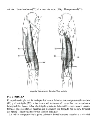 anterior: el semitendinoso (52), el semimembranoso (51) y el bíceps crural (53).
Izquierda: Vista anterior; Derecho: Vista posterior
PIE YRODILLA
El esqueleto del pie está formado por los huesos del tarso, que comprenden el calcáneo
(19) y el astrágalo (20), y los huesos del metatarso (21) con las correspondientes
falanges de los dedos. Sobre el astrágalo se articula la tibia (15), cuyo extremo inferior
forma el maléolo interior, mientras que el exterior está formado por la parte terminal
del peroné (16) articulado sobre el lado del astrágalo.
La rodilla comprende en la parte delantera, inmediatamente superior a la cavidad
 