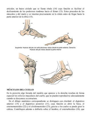 articular, un hueso aislado que se llama rótula (14) cuya función es facilitar el
deslizamiento de los poderosos tendones hacia el fémur (13). Estos proceden de los
músculos y del muslo y se insertan precisamente en la rótula antes de llegar hasta la
parte anterior de la tibia (15).
Izquierda: Huesos del pie con articulaciones vistos desde la parte exterior; Derecho:
Huesos del pie vistos desde la parte interior
MÚSCULOS DEL CUELLO
En la posición algo forzada del modelo que aparece a la derecha resaltan de forma
especial los relieves musculares del cuello, que no pueden reproducirse adecuadamente
cuando se desconoce su estructura.
En el dibujo anatómico correspondiente se distinguen con claridad: el digástrico
anterior (15) y el digástrico posterior (11), cuya función es abrir la boca, el
esternomastoideo (22) y el cleidomastoideo (23), gracias a los cuales se puede girar la
cabeza. Contribuyen además a doblarla sobre el hombro, el esternohioideo (18), que
 