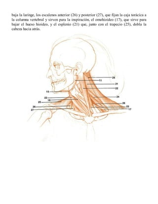 baja la laringe, los escalenos anterior (26) y posterior (27), que fijan la caja torácica a
la columna vertebral y sirven para la inspiración, el omohioideo (17), que sirve para
bajar el hueso hioideo, y el esplenio (21) que, junto con el trapecio (25), dobla la
cabeza hacia atrás.
 