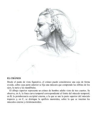 EL CRÁNEO
Desde el punto de vista figurativo, el cráneo puede considerarse una caja de forma
ovoide, sobre cuya parte anterior se fija una máscara que comprende las órbitas de los
ojos, la nariz y las mandíbulas.
El dibujo superior representa un cráneo de hombre adulto visto de tres cuartos. Se
observa, en A, la línea curva temporal correspondiente al límite del músculo temporal;
en B, la protuberancia occipital externa, a la que se une la parte superior del músculo
trapecio y, en C, se distingue la apófisis mastoidea, sobre la que se insertan los
músculos esterno y cleidomastoideo.
 