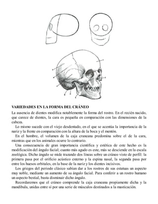 VARIEDADES EN LA FORMA DEL CRÁNEO
La ausencia de dientes modifica notablemente la forma del rostro. En el recién nacido,
que carece de dientes, la cara es pequeña en comparación con las dimensiones de la
cabeza.
Lo mismo sucede con el viejo desdentado, en el que se acentúa la importancia de la
nariz y la frente en comparación con la altura de la boca y el mentón.
En el hombre, el volumen de la caja craneana predomina sobre el de la cara,
mientras que en los animales ocurre lo contrario.
Una consecuencia de gran importancia científica y estética de este hecho es la
modificación del ángulo facial; cuanto más agudo es este, más se desciende en la escala
zoológica. Dicho ángulo se mide trazando dos líneas sobre un cráneo visto de perfil: la
primera pasa por el orificio acústico externo y la espina nasal, la segunda pasa por
entre los huesos orbitales, en la base de la nariz y los dientes incisivos.
Los griegos del periodo clásico sabían dar a los rostros de sus estatuas un aspecto
muy noble, mediante un aumento de su ángulo facial. Para conferir a un rostro humano
un aspecto bestial, basta disminuir dicho ángulo.
Recordaremos que el cráneo comprende la caja craneana propiamente dicha y la
mandíbula, unidas entre sí por una serie de músculos destinados a la masticación.
 
