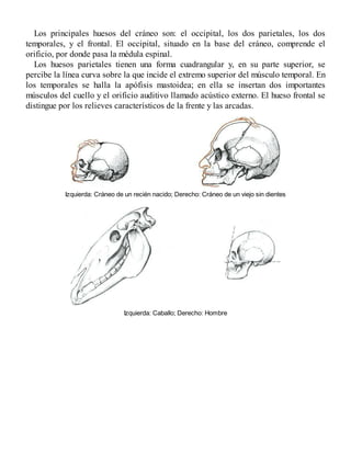 Los principales huesos del cráneo son: el occipital, los dos parietales, los dos
temporales, y el frontal. El occipital, situado en la base del cráneo, comprende el
orificio, por donde pasa la médula espinal.
Los huesos parietales tienen una forma cuadrangular y, en su parte superior, se
percibe la línea curva sobre la que incide el extremo superior del músculo temporal. En
los temporales se halla la apófisis mastoidea; en ella se insertan dos importantes
músculos del cuello y el orificio auditivo llamado acústico externo. El hueso frontal se
distingue por los relieves característicos de la frente y las arcadas.
Izquierda: Cráneo de un recién nacido; Derecho: Cráneo de un viejo sin dientes
Izquierda: Caballo; Derecho: Hombre
 