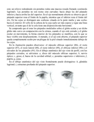 este; un relieve redondeado sin pestañas rodea una mucosa rosada llamada «caráncula
lagrimal». Las pestañas no son rectas sino curvadas: hacia abajo las del párpado
inferior y hacia arriba las del superior. En el ojo normalmente abierto se observa que el
párpado superior roza el límite de la pupila, mientras que el inferior roza el límite del
iris. En las cejas se distinguen una «cabeza» situada en la parte media y una «cola»
hacia el exterior. El vello de la cabeza de la ceja suele ser más espeso y sigue una línea
vertical, en tanto que el de la cola tiene una disposición más horizontal.
Se comprende que al estar los párpados modelados sobre el globo ocular y ser dicho
globo más curvo en comparación con la córnea, cuando el ojo está cerrado y el globo
ocular en movimiento, la forma exterior de los párpados se modifica, con lo que se
hace visible este desplazamiento. A menudo, si el ojo está abierto, el párpado superior
queda completamente oculto por un pliegue de la piel situado inmediatamente debajo de
las cejas.
En la ilustración pueden observarse: el músculo oblicuo superior (86), el recto
superior (87), el recto lateral (88), el recto inferior (89), el oblicuo inferior (90) y el
elevador de los párpados (91). En el dibujo anatómico del ojo visto de perfil, con los
párpados cerrados, se advierten: a, disco del músculo oblicuo superior; b, nervio
óptico; c, grasa; d, hueso de la cavidad orbital; e, pestañas superiores e inferiores; f,
pupila; g, cejas.
En el dibujo anatómico del ojo visto frontalmente puede distinguirse: h, glándula
lagrimal; i, estructura profunda del párpado superior.
 