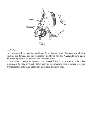 LA BOCA
En el esquema de la estructura anatómica de los labios, puede observarse que el labio
superior está formado por tres elementos y el inferior por dos. A veces, la parte media
del labio superior es tan pequeña que resulta invisible.
Obsérvense: el doble surco medio en el labio inferior de la primera boca femenina;
la ausencia de parte media del labio superior de la tercera boca femenina y su gran
prominencia en la boca de una congoleña situada en cuarto lugar.
 