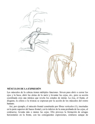MÚSCULOS DE LA EXPRESIÓN
Los músculos de la cabeza tienen múltiples funciones. Sirven para abrir o cerrar los
ojos y la boca, abrir las aletas de la nariz y levantar las cejas, etc., pero su acción
coordinada crea una mímica que revela los estados de ánimo. La risa, el llanto, el
disgusto, la cólera o la tristeza se expresan por la acción de los músculos del rostro
humano.
Así, por ejemplo, el músculo frontal constituido por fibras verticales (1), insertadas
en la parte superior del hueso frontal y en la inferior de la zona profunda de las cejas, al
contraerse, levanta más o menos las cejas. Ello provoca la formación de arrugas
horizontales en la frente, con las consiguientes expresiones, similares aunque de
 