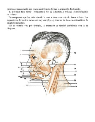menos acentuadamente, con lo que contribuye a formar la expresión de disgusto.
El elevador de la barba (14) levanta la piel de la barbilla y provoca los movimientos
de la boca.
Se comprende que los músculos de la cara actúan raramente de forma aislada. Las
expresiones del rostro suelen ser muy complejas y resultan de la acción simultánea de
diversos músculos.
No es extraño ver, por ejemplo, la expresión de tensión combinada con la de
disgusto.
 