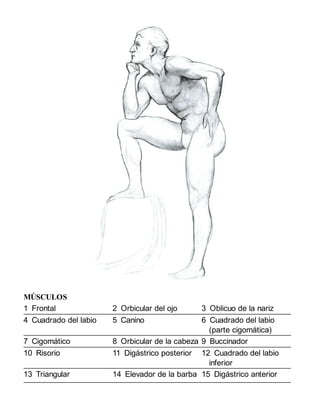 MÚSCULOS
1 Frontal 2 Orbicular del ojo 3 Oblicuo de la nariz
4 Cuadrado del labio 5 Canino 6 Cuadrado del labio
(parte cigomática)
7 Cigomático 8 Orbicular de la cabeza 9 Buccinador
10 Risorio 11 Digástrico posterior 12 Cuadrado del labio
inferior
13 Triangular 14 Elevador de la barba 15 Digástrico anterior
 