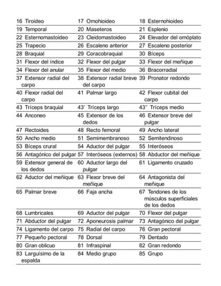 16 Tiroideo 17 Omohioideo 18 Esternohioideo
19 Temporal 20 Maseteros 21 Esplenio
22 Esternomastoideo 23 Cleidomastoideo 24 Elevador del omóplato
25 Trapecio 26 Escaleno anterior 27 Escaleno posterior
28 Braquial 29 Coracobraquial 30 Bíceps
31 Flexor del índice 32 Flexor del pulgar 33 Flexor del meñique
34 Flexor del anular 35 Flexor del medio 36 Bracorradial
37 Extensor radial del
carpo
38 Extensor radial breve
del carpo
39 Pronator redondo
40 Flexor radial del
carpo
41 Palmar largo 42 Flexor cubital del
carpo
43 Tríceps braquial 43’ Tríceps largo 43’’ Tríceps medio
44 Anconeo 45 Extensor de los
dedos
46 Extensor breve del
pulgar
47 Rectoides 48 Recto femoral 49 Ancho lateral
50 Ancho medio 51 Semimembranoso 52 Semitendinoso
53 Bíceps crural 54 Aductor del pulgar 55 Interóseos
56 Antagónico del pulgar 57 Interóseos (externos) 58 Abductor del meñique
59 Extensor general de
los dedos
60 Aductor largo del
pulgar
61 Ligamento cruzado
62 Aductor del meñique 63 Flexor breve del
meñique
64 Antagonista del
meñique
65 Palmar breve 66 Faja ancha 67 Tendones de los
músculos superficiales
de los dedos
68 Lumbricales 69 Aductor del pulgar 70 Flexor del pulgar
71 Abductor del pulgar 72 Aponeurosis palmar 73 Antagónico del pulgar
74 Ligamento del carpo 75 Radial del carpo 76 Gran pectoral
77 Pequeño pectoral 78 Dorsal 79 Dentado
80 Gran oblicuo 81 Infraspinal 82 Gran redondo
83 Larguísimo de la
espalda
84 Medio grupo 85 Grupo
 
