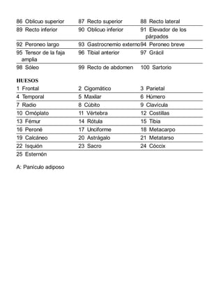 86 Oblicuo superior 87 Recto superior 88 Recto lateral
89 Recto inferior 90 Oblicuo inferior 91 Elevador de los
párpados
92 Peroneo largo 93 Gastrocnemio externo94 Peroneo breve
95 Tensor de la faja
amplia
96 Tibial anterior 97 Grácil
98 Sóleo 99 Recto de abdomen 100 Sartorio
HUESOS
1 Frontal 2 Cigomático 3 Parietal
4 Temporal 5 Maxilar 6 Húmero
7 Radio 8 Cúbito 9 Clavícula
10 Omóplato 11 Vértebra 12 Costillas
13 Fémur 14 Rótula 15 Tibia
16 Peroné 17 Unciforme 18 Metacarpo
19 Calcáneo 20 Astrágalo 21 Metatarso
22 Isquión 23 Sacro 24 Cóccix
25 Esternón
A: Panículo adiposo
 