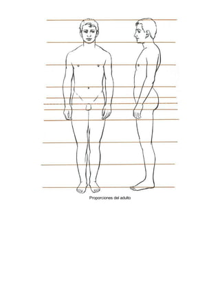 Proporciones del adulto
 