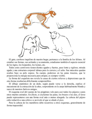 El gato, cariñoso inquilino de nuestro hogar, pertenece a la familia de los felinos. Al
estudiar sus formas, sus actitudes y su anatomía, estudiamos también el aspecto esencial
de los tigres, los leopardos, los leones, etc.
Todos estos carnívoros tienen dientes agudos y fuertes, paso lento y sigiloso, mirada
aguda y una estructura corporal idónea para la carrera y el salto. Sus músculos quedan
ocultos bajo su pelo espeso. Su cuerpo, poderoso en las patas traseras, que le
proporciona la energía necesaria para atrapar, es siempre visible.
La forma del esqueleto nos revela la causa de ciertos relieves y depresiones que de
otra forma resultarían difícilmente comprensibles.
El dibujo anatómico de un dedo, según puede verse a la derecha, explica el
mecanismo de la extracción de la uñas, sorprendente en la zarpa habitualmente blanda y
suave de nuestros furtivos amigos.
El esquema oval del cuerpo de los pingüinos vale para casi todos los pájaros y para
otros muchos animales. En efecto, si excluimos las patas, los brazos o las alas, el torso
puede representarse con una forma oval más o menos alargada. La cabeza del pájaro
cabe reducirla a una esfera o a un óvalo al que se añade el pico.
Para la cabeza de los mamíferos debe recurrirse a otros esquemas, generalmente de
forma trapezoidal.
 