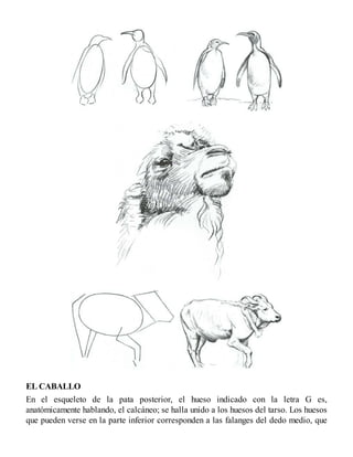 EL CABALLO
En el esqueleto de la pata posterior, el hueso indicado con la letra G es,
anatómicamente hablando, el calcáneo; se halla unido a los huesos del tarso. Los huesos
que pueden verse en la parte inferior corresponden a las falanges del dedo medio, que
 