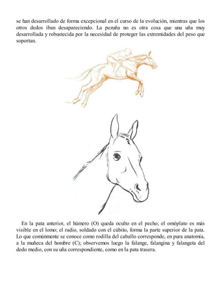 se han desarrollado de forma excepcional en el curso de la evolución, mientras que los
otros dedos iban desapareciendo. La pezuña no es otra cosa que una uña muy
desarrollada y robustecida por la necesidad de proteger las extremidades del peso que
soportan.
En la pata anterior, el húmero (O) queda oculto en el pecho; el omóplato es más
visible en el lomo; el radio, soldado con el cúbito, forma la parte superior de la pata.
Lo que comúnmente se conoce como rodilla del caballo corresponde, en pura anatomía,
a la muñeca del hombre (C); observemos luego la falange, falangina y falangeta del
dedo medio, con su uña correspondiente, como en la pata trasera.
 