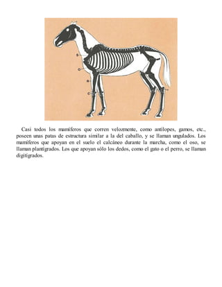 Casi todos los mamíferos que corren velozmente, como antílopes, gamos, etc.,
poseen unas patas de estructura similar a la del caballo, y se llaman ungulados. Los
mamíferos que apoyan en el suelo el calcáneo durante la marcha, como el oso, se
llaman plantígrados. Los que apoyan sólo los dedos, como el gato o el perro, se llaman
digitígrados.
 