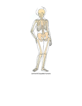 Lámina III. Esqueleto humano
 