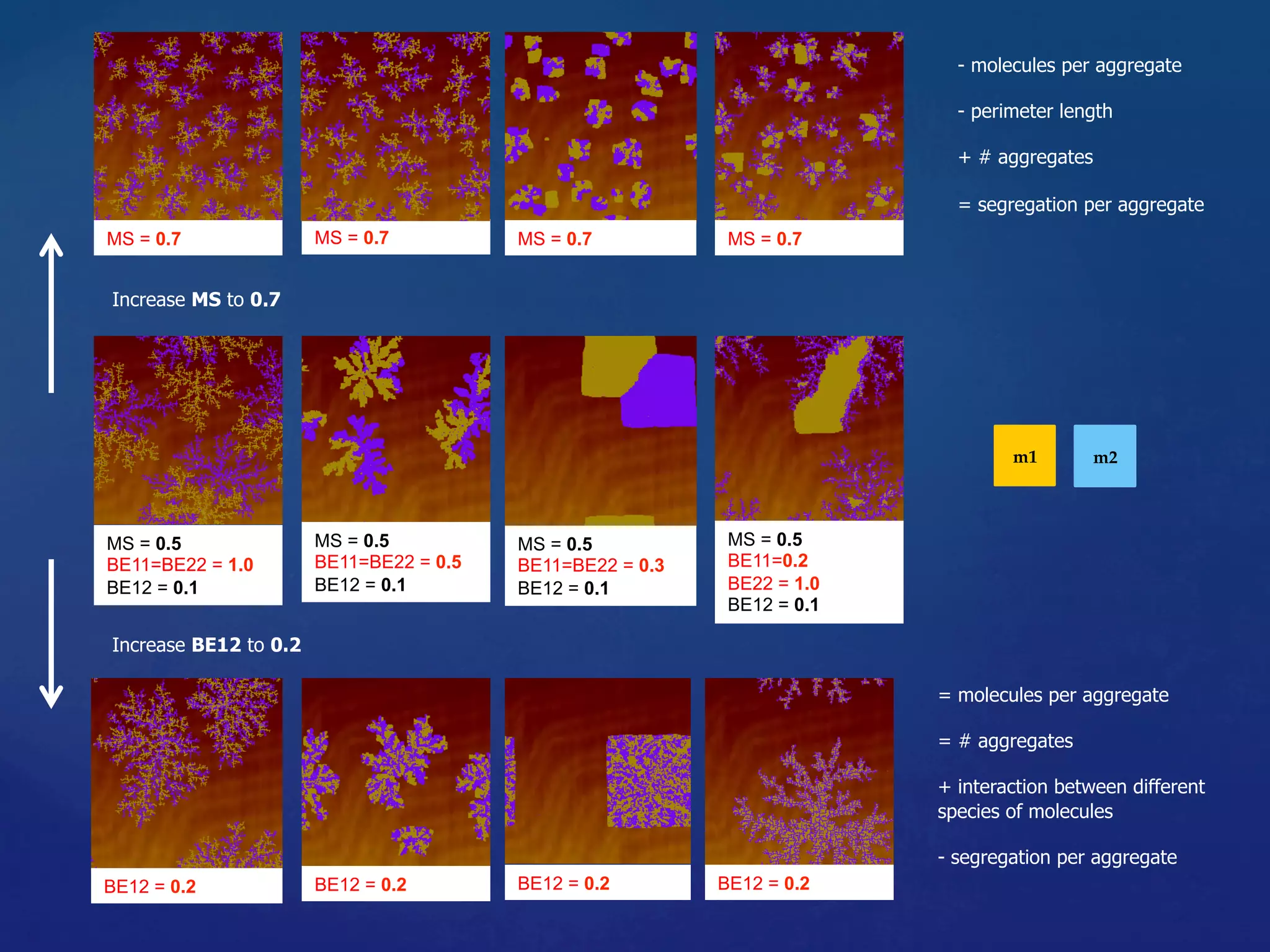 MS = 0.5
BE11=BE22 = 1.0
BE12 = 0.1
MS = 0.5
BE11=BE22 = 0.5
BE12 = 0.1
MS = 0.5
BE11=0.2
BE22 = 1.0
BE12 = 0.1
MS = 0.5
BE11=BE22 = 0.3
BE12 = 0.1
BE12 = 0.2 BE12 = 0.2 BE12 = 0.2BE12 = 0.2
= molecules per aggregate
= # aggregates
+ interaction between different
species of molecules
- segregation per aggregate
Increase BE12 to 0.2
MS = 0.7 MS = 0.7MS = 0.7
- molecules per aggregate
- perimeter length
+ # aggregates
= segregation per aggregate
Increase MS to 0.7
MS = 0.7
m1	 m2	
 