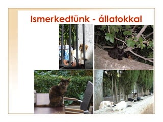 Ismerkedtünk - állatokkal 