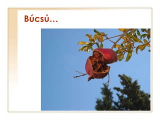 Búcsú… 