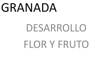 GRANADA
DESARROLLO
FLOR Y FRUTO
 
