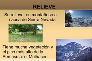 RELIEVE
Su relieve es montañoso a
  causa de Sierra Nevada




Tiene mucha vegetación y
el pico más alto de la
Península: el Mulhacén
 