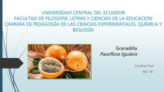 UNIVERSIDAD CENTRAL DEL ECUADOR
FACULTAD DE FILOSOFÍA, LETRAS Y CIENCIAS DE LA EDUCACIÓN
CARRERA DE PEDAGOGÍA DE LAS CIENCIAS EXPERIMENTALES, QUÍMICA Y
BIOLOGÍA
Cynthia Fuel
6to “A”
Granadilla
Passiflora ligularis
 