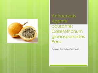 Antracnosis
Agente
causante:
Colletotrichum
gloeosporioides
Penz
Daniel Paredes Tomalá
 
