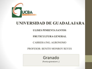 Granado
(Punica granatum L.)
UNIVERSIDAD DE GUADALAJARA
ULISES PIMIENTA SANTOS
FRUTICULTURA GENERAL
CARRERA ING. AGRONOMO
PROFESOR: BENITO MONROY REYES
 