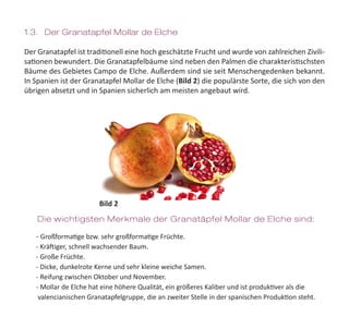 1.3. Der Granatapfel Mollar de Elche
Der Granatapfel ist traditionell eine hoch geschätzte Frucht und wurde von zahlreichen Zivili-
sationen bewundert. Die Granatapfelbäume sind neben den Palmen die charakteristischsten
Bäume des Gebietes Campo de Elche. Außerdem sind sie seit Menschengedenken bekannt.
In Spanien ist der Granatapfel Mollar de Elche (Bild 2) die populärste Sorte, die sich von den
übrigen absetzt und in Spanien sicherlich am meisten angebaut wird.
- Großformatige bzw. sehr großformatige Früchte.
- Kräftiger, schnell wachsender Baum.
- Große Früchte.
- Dicke, dunkelrote Kerne und sehr kleine weiche Samen.
- Reifung zwischen Oktober und November.
- Mollar de Elche hat eine höhere Qualität, ein größeres Kaliber und ist produktiver als die   	
valencianischen Granatapfelgruppe, die an zweiter Stelle in der spanischen Produktion steht.
Die wichtigsten Merkmale der Granatäpfel Mollar de Elche sind:
Bild 2
 