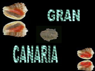 GRAN CANARIA 
