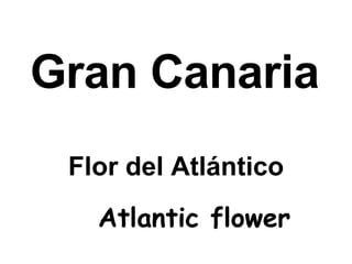 Gran Canaria Flor del Atlántico Atlantic flower   