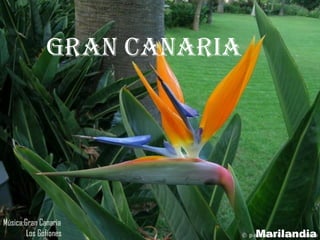 gran canaria Marilandia Música:Gran Canaria Los Gofiones 