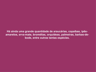 Há ainda uma grande quantidade de araucárias, copaíbas, ipês-amarelos, erva-mate, bromélias, orquídeas, palmeiras, barbas-de-bode, entre outras tantas espécies. 