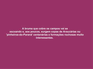A bruma que cobre os campos vai se escoando e, aos poucos, surgem copas de Araucárias ou 'pinheiros-do-Paraná' centenárias e formações rochosas muito interessantes.  