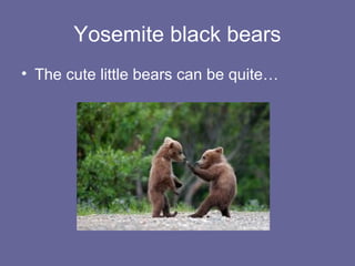 Yosemite black bears
• The cute little bears can be quite…
 