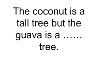 The coconut is a
tall tree but the
guava is a ……
tree.
 