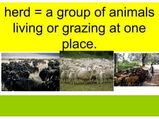 herd = a group of animals
living or grazing at one
place.
 