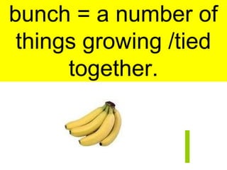 bunch = a number of
things growing /tied
together.
 