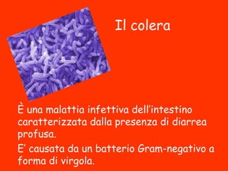 Il colera
È una malattia infettiva dell’intestino
caratterizzata dalla presenza di
diarrea profusa.
E’ causata da un batterio Gram-
negativo a forma di virgola.
 
