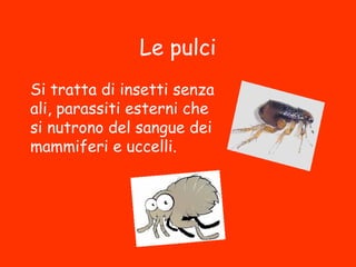 Le pulci
Si tratta di insetti senza
ali, parassiti esterni che
si nutrono del sangue dei
mammiferi e uccelli.
 