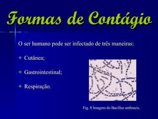 Formas de Contágio O ser humano pode ser infectado de três maneiras: Cutânea; Gastrointestinal; Respiração. Fig. 8 Imagem do Bacillus anthracis.   