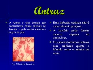 Antraz O Antraz é uma doença que normalmente atinge animais de fazenda e pode causar cicatrizes negras na pele. Essa infecção cutânea não é especialmente perigosa. A bactéria pode formar esporos capazes de sobreviver. Os esporos tornam-se activos num ambiente quente e húmido como o interior do nariz.  Fig. 5 Bactéria da Antraz   
