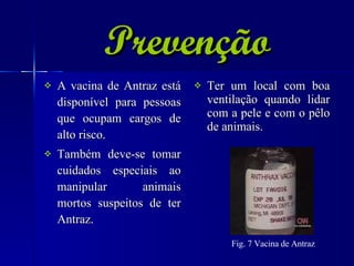 Prevenção A vacina de Antraz está disponível para pessoas que ocupam cargos de alto risco. Também deve-se tomar cuidados especiais ao manipular animais mortos suspeitos de ter Antraz. Ter um local com boa ventilação quando lidar com a pele e com o pêlo de animais. Fig. 7 Vacina de Antraz 