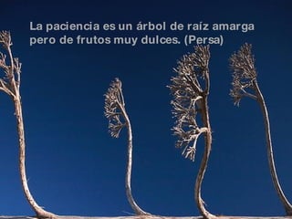 La paciencia es un árbol de raíz amarga pero de frutos muy dulces. (Persa) 