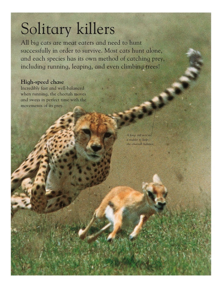 Grandes Felinos Big Cats