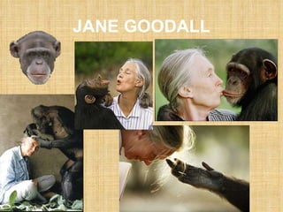JANE GOODALL 