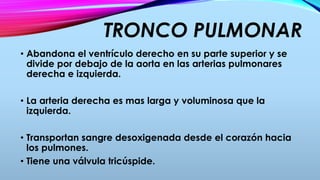 TRONCO PULMONAR
• Abandona el ventrículo derecho en su parte superior y se
divide por debajo de la aorta en las arterias pulmonares
derecha e izquierda.
• La arteria derecha es mas larga y voluminosa que la
izquierda.
• Transportan sangre desoxigenada desde el corazón hacia
los pulmones.
• Tiene una válvula tricúspide.
 